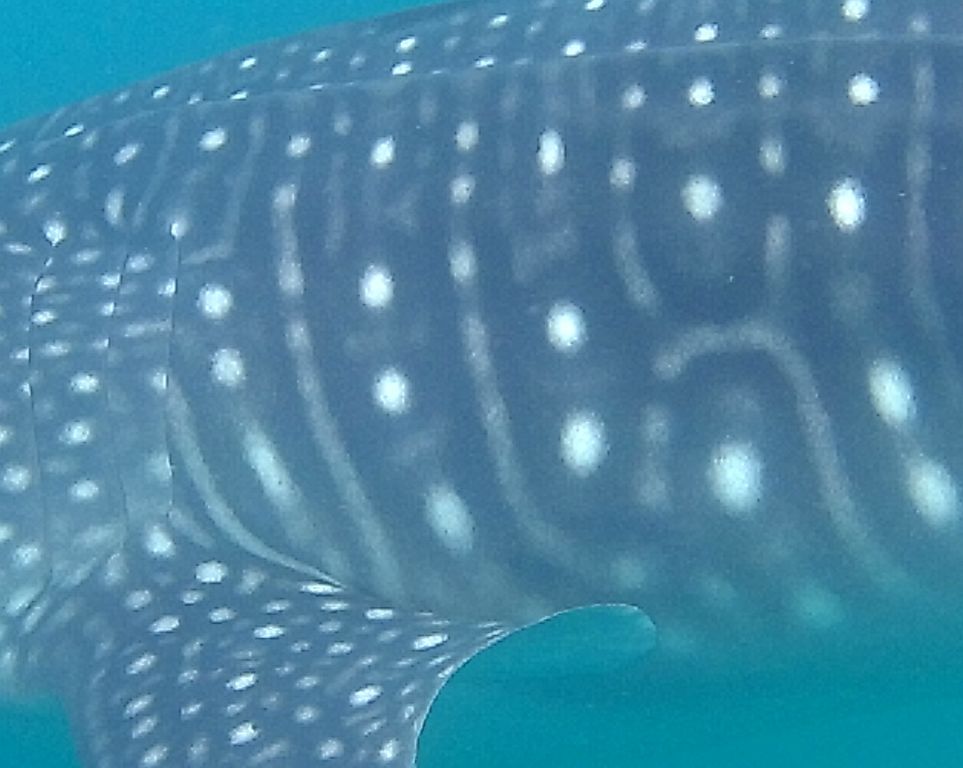 996f0e79-a8af-41f0-bb8a-c6326ebd1dc9