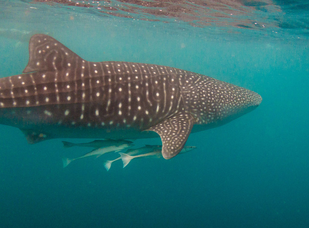 6ae03a9d-d5d1-4cfd-9db0-0521229a4b3e