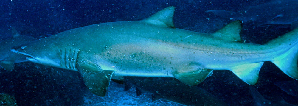 d52fafbc-094d-4f84-a68f-2ee9b44cf202