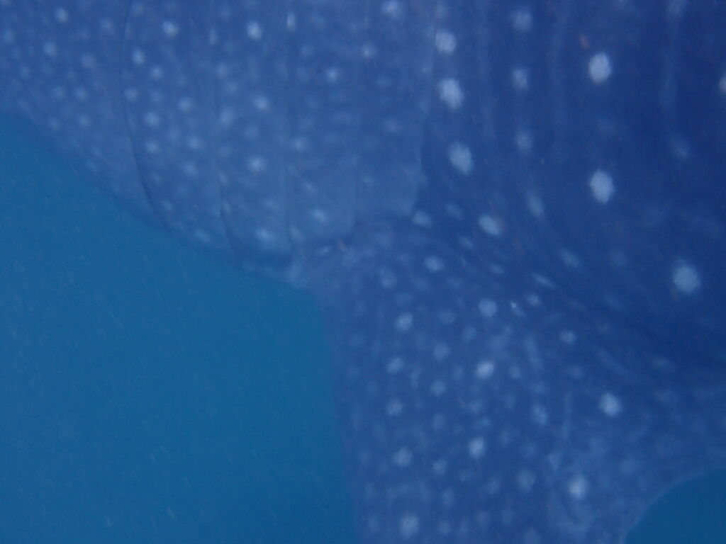 51ff13c4-019c-4217-8f04-0bdefbf3c42e