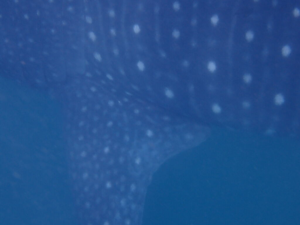 51ff13c4-019c-4217-8f04-0bdefbf3c42e