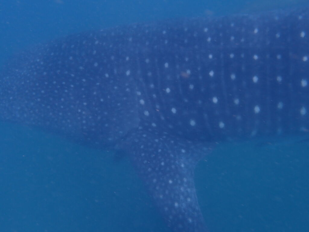 51ff13c4-019c-4217-8f04-0bdefbf3c42e