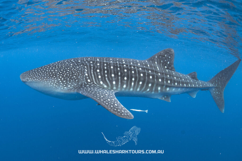 5de5983e-58d2-4c82-b712-13b2dd76a282