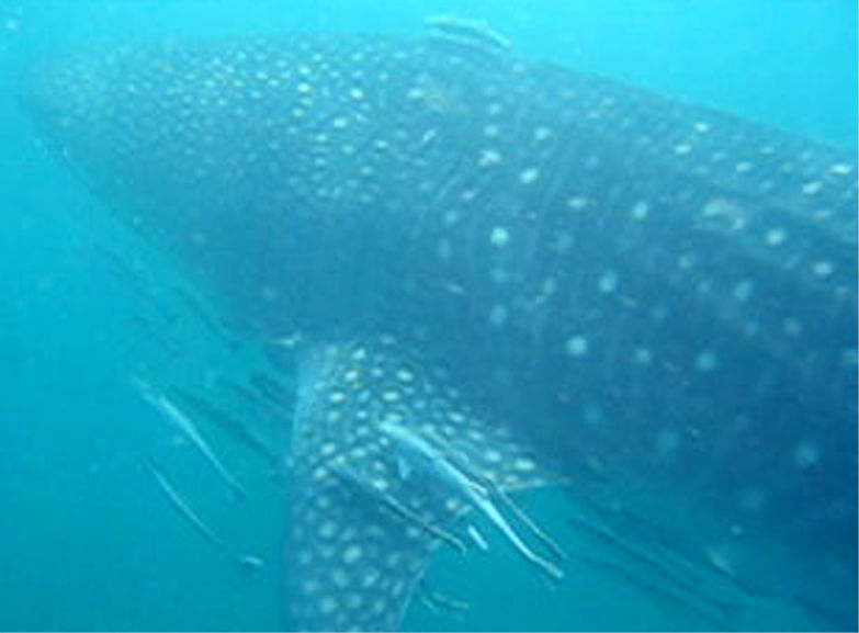 0782717c-c591-41ce-8713-088e3872c693