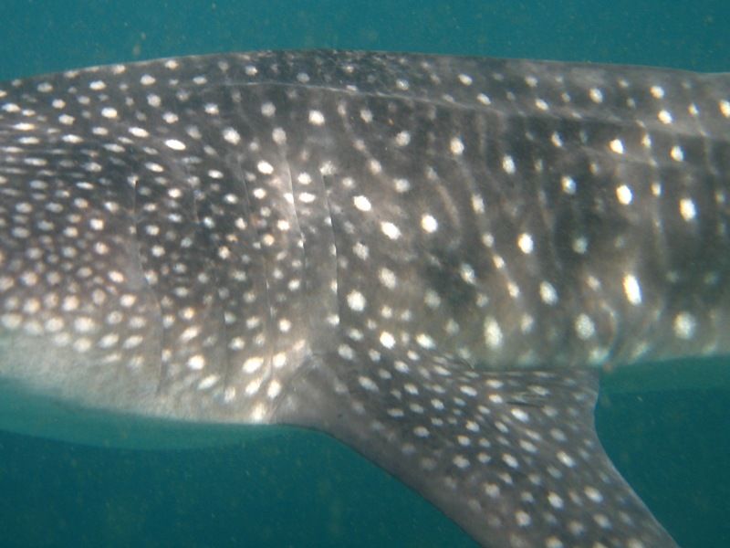 2e03ef1c-e39d-4187-9b9e-a5213a5bc786