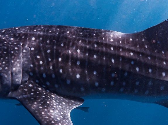 22a5be1e-9a55-441e-aad4-17af6d7fe886