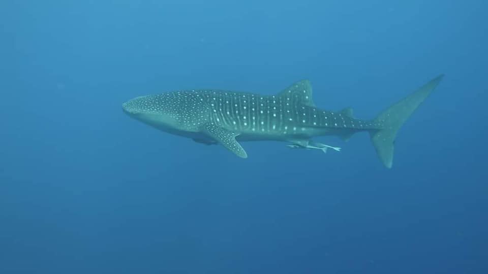 baf08db4-997e-44fd-9b06-104294e90596