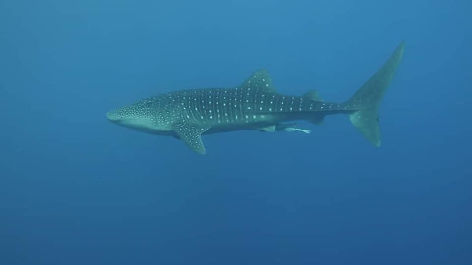 baf08db4-997e-44fd-9b06-104294e90596