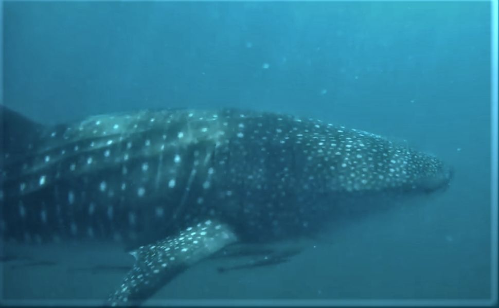 44ca8a10-3491-48be-9c70-e95d24a28527