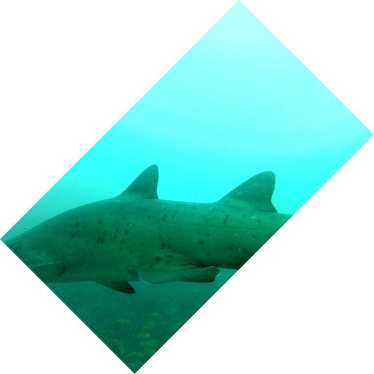 7b1c31bc-1947-495c-a029-74f0a69da0ef