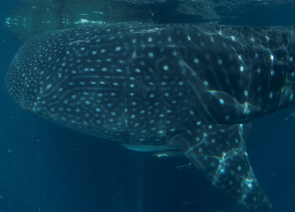 29bb5adc-d8f3-4e16-b62f-9816ea20748f