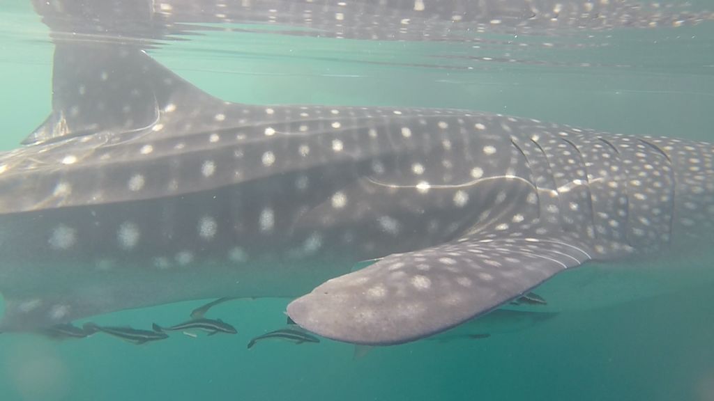 412d9317-9b05-4381-9994-a5bba8cd8420