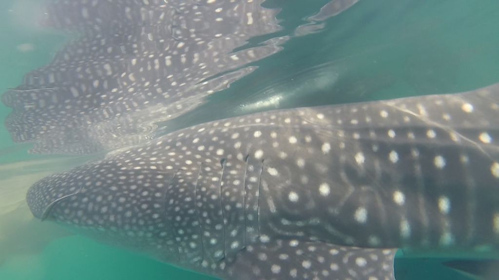 412d9317-9b05-4381-9994-a5bba8cd8420