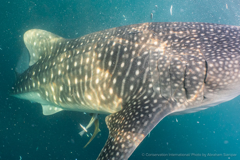 ca1e2927-38ba-4ced-a6ba-d75a327ae641