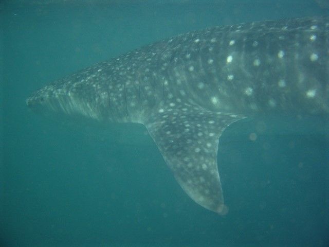 e26966d2-0347-4295-bd99-9878dee9aa0b