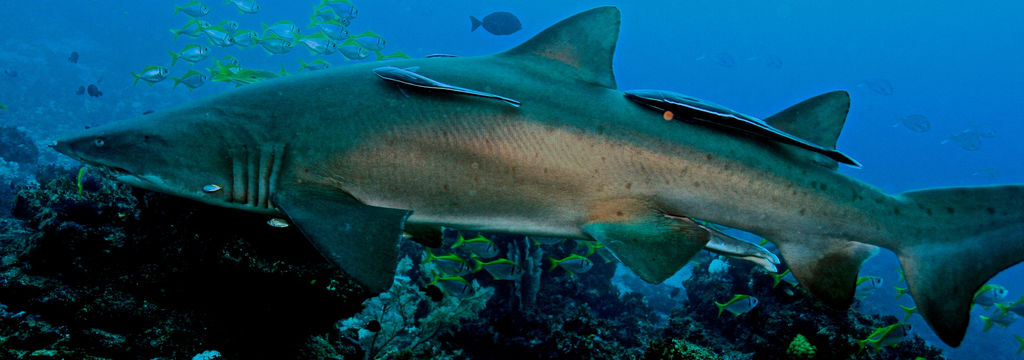 f16cc4c9-1f60-4345-994b-972f5cbd150b