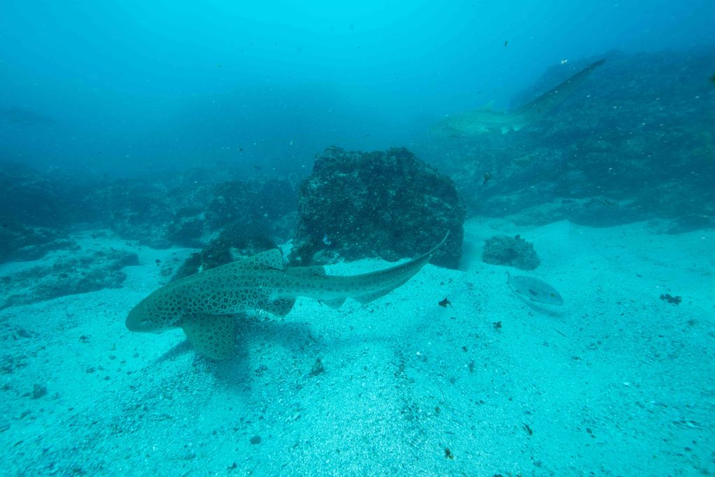 11f62a93-99a3-4254-b373-e55677bc372f