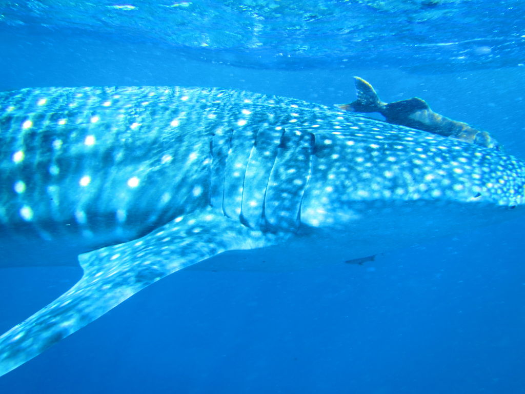 c7fff2c2-f1dd-472a-8c9a-6e3d9725b768