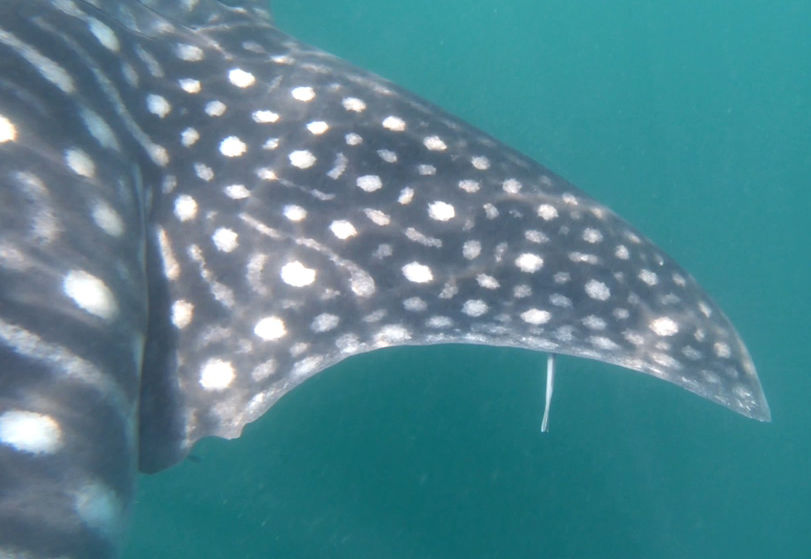 fdc901be-e439-4106-a4fd-4bb0fa263fa6