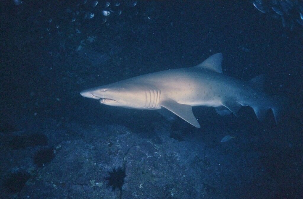 56915dc3-a9b8-47f8-9689-8847b06782d4