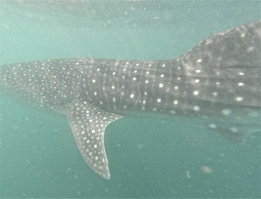 972ea6a1-2e8c-44f8-901e-54f29792c9ca