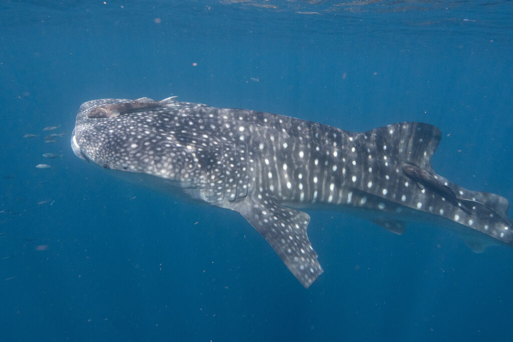 2b1c94fc-40a1-4e50-a812-09bcd51ac9fc