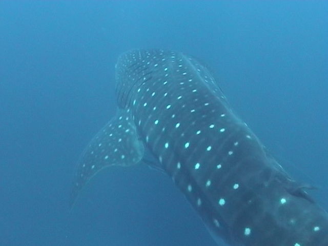 d63e3c06-3074-46be-a6fa-389c68a8b044