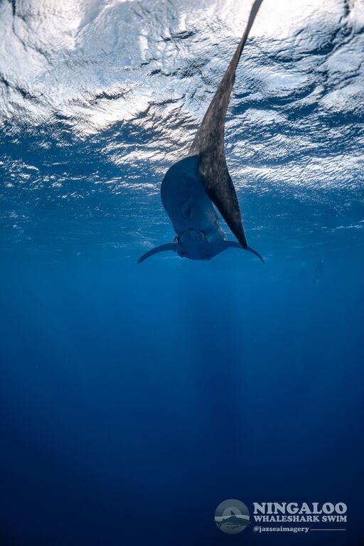 96eed10a-b0f5-4a02-91ba-debdb5925372