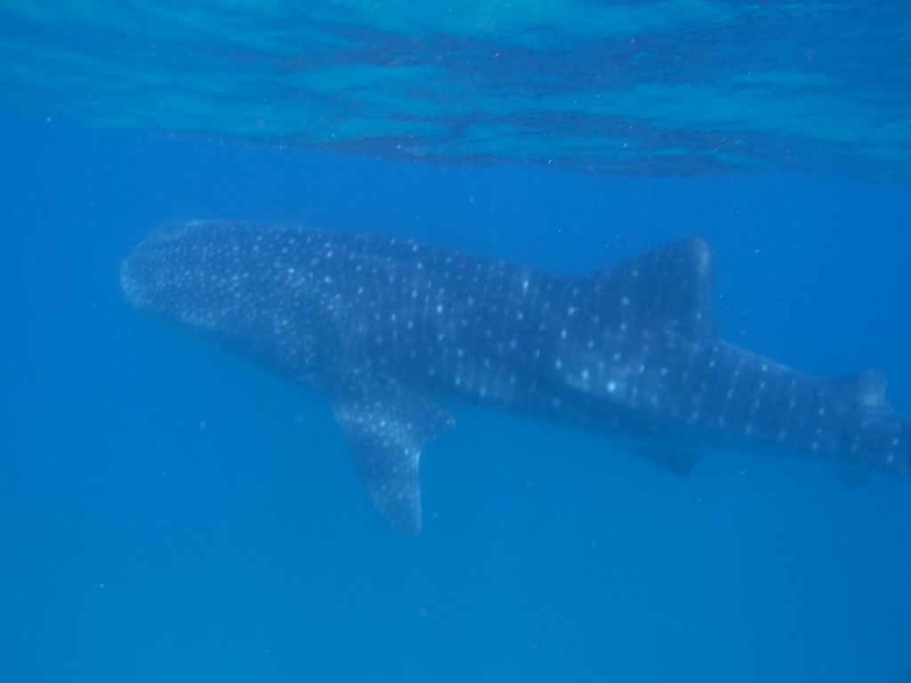 9e1c43f3-492b-4291-a93d-5143c8dfdde9