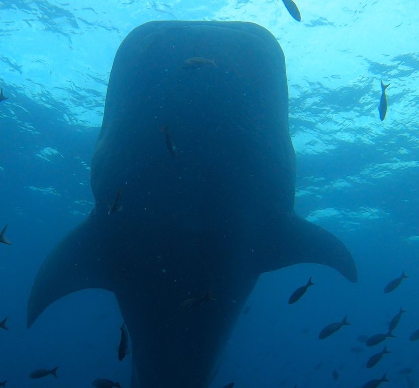 80415d80-cefe-47d9-b8e7-2e46a5fd0ebd