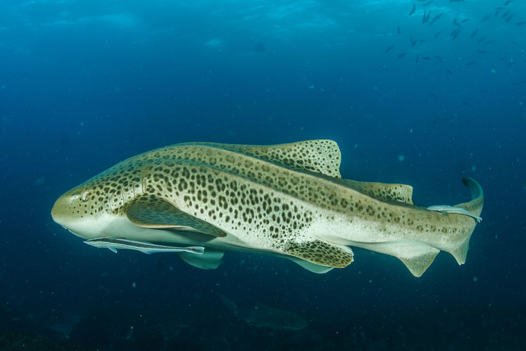 c52e63a0-ccf6-4dd7-9f68-f690342f7a41