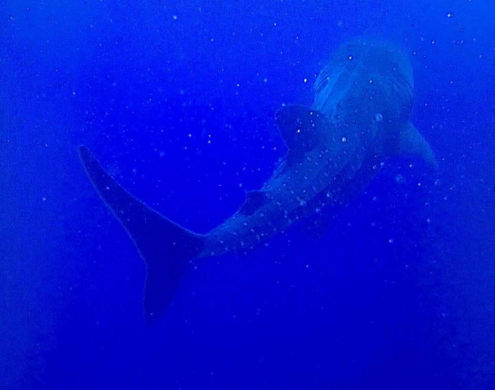 1c85d389-e54d-498b-b934-773dc43b55d3