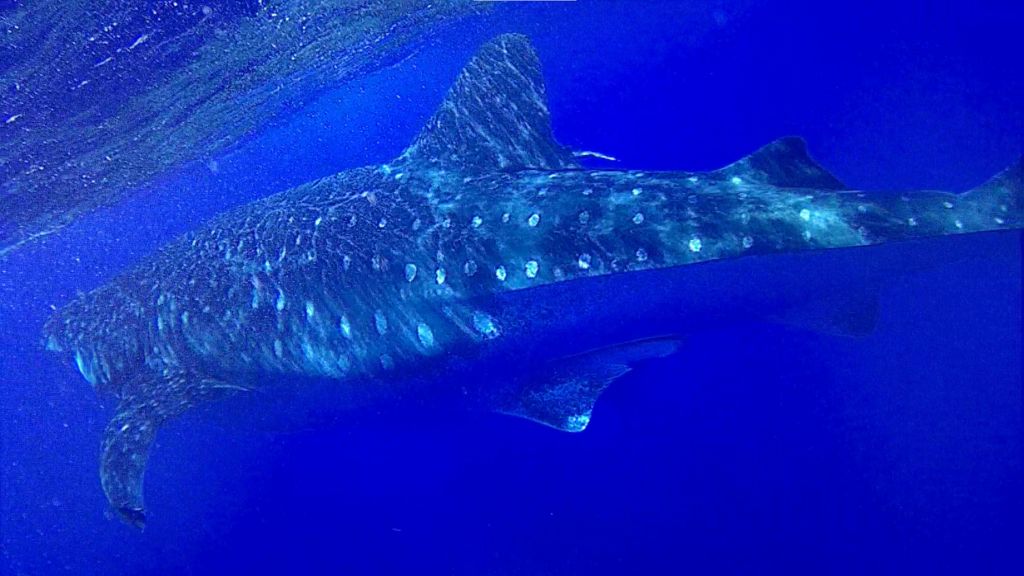 1c85d389-e54d-498b-b934-773dc43b55d3