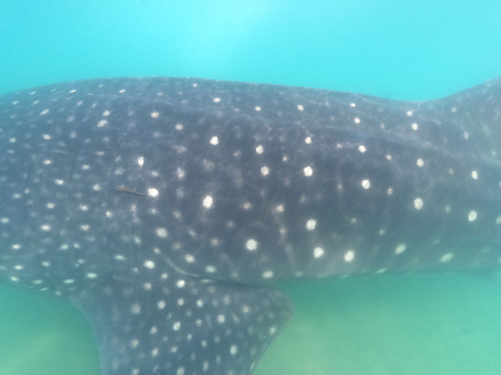 01d97bca-2a1a-48c0-99f8-c5b54a33304d