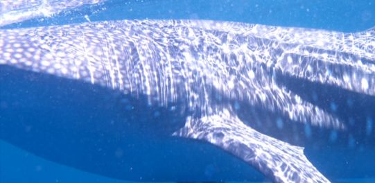 afc109e8-d619-47c1-b694-4571b6cc6f94