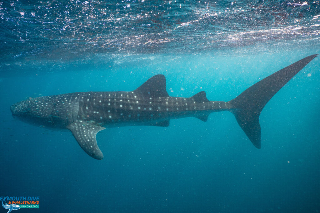 dacd1437-c6bb-4111-a9d9-69bb7449f24e