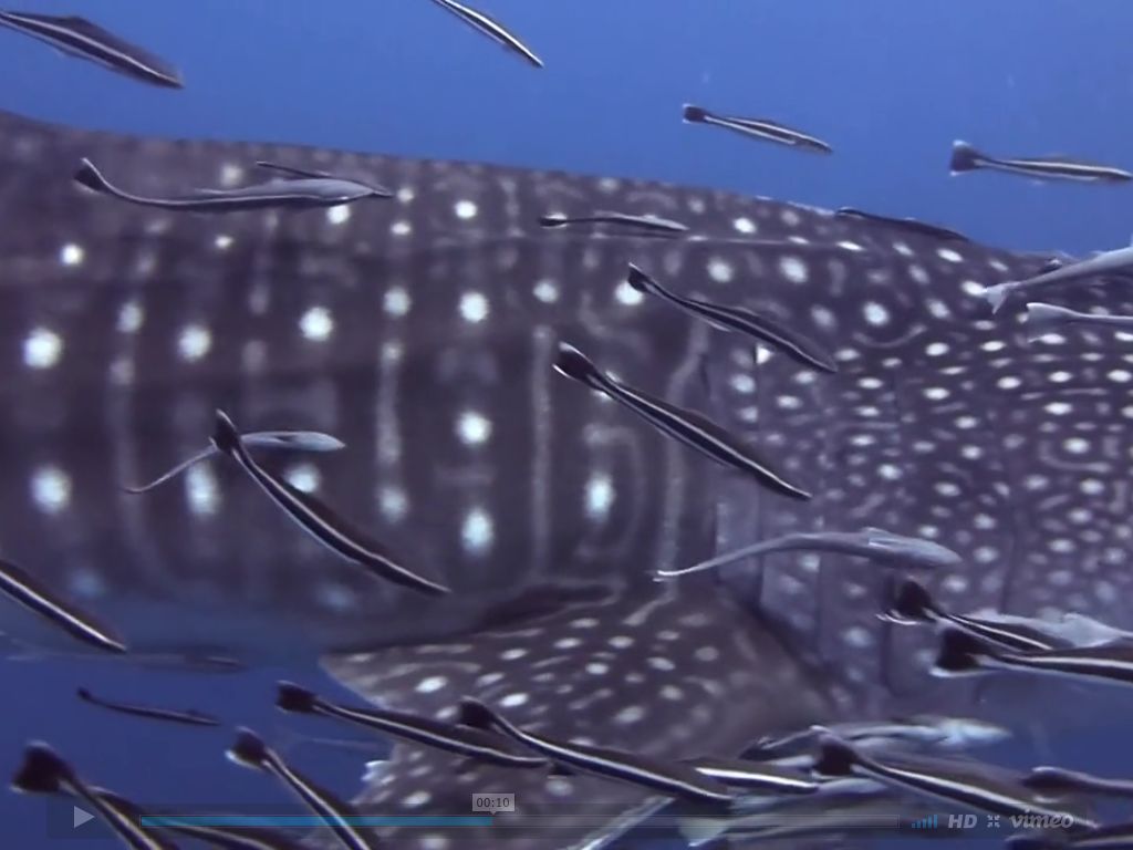 e9eef7ee-99c1-482a-9c52-31841d47f945