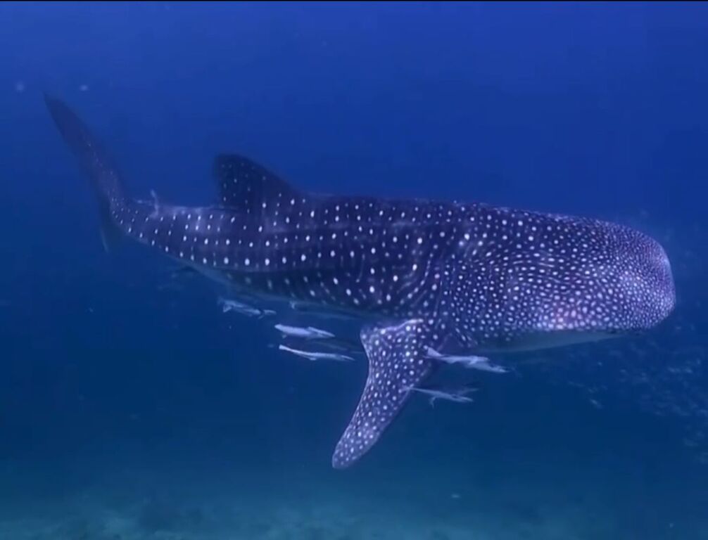 d1ae3c8e-5e75-47a0-bf8d-158ccac2df20