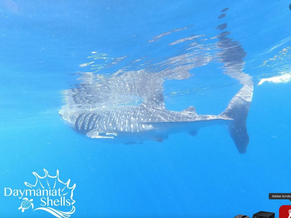 adaaf0c7-1c1e-4544-994a-4f7c1470e2ff