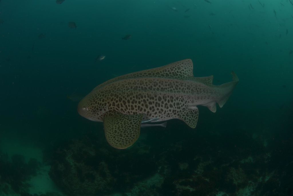 196f84ae-d19b-428a-af2d-013b28048d31