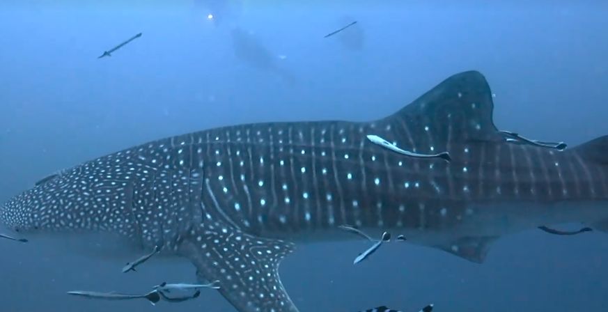 c47c8790-5656-43d4-8a92-fe48509dc67e