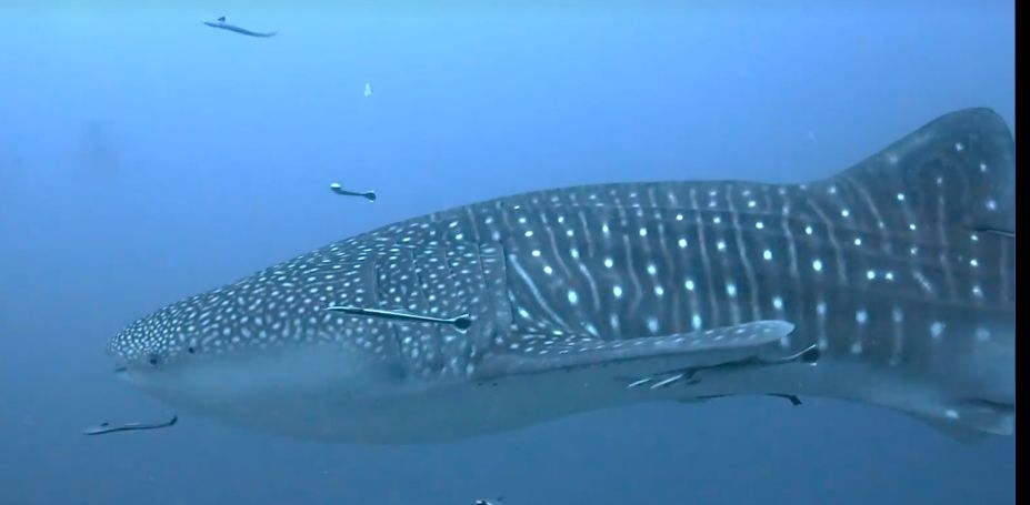 c47c8790-5656-43d4-8a92-fe48509dc67e