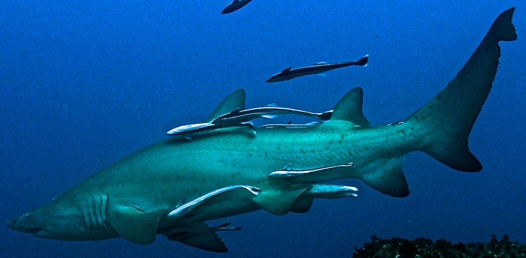 e51d0dad-782b-45c0-bbec-ea902d681eb0