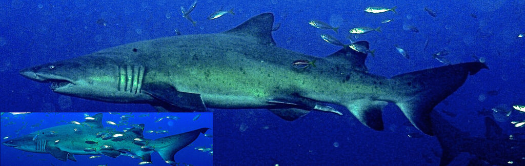 89ddd71a-30c8-4ef6-8597-ead933978178