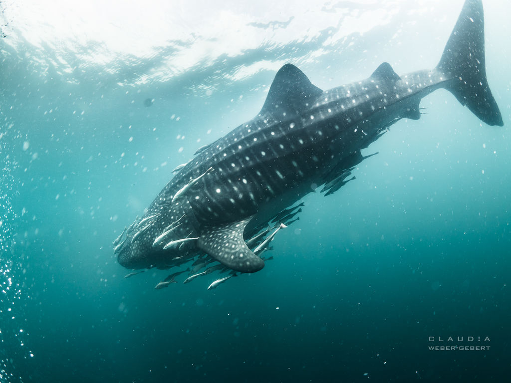 162405c2-f38a-4b49-b613-aa8de072bd49