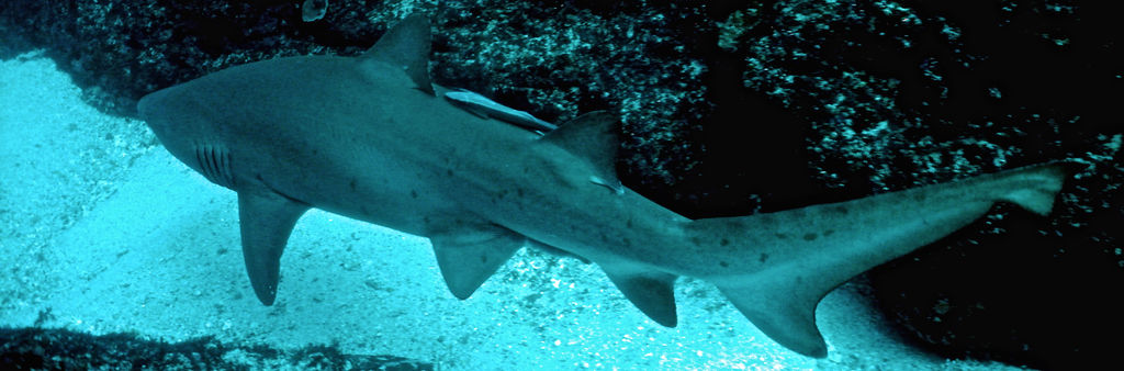 985c1045-3826-40bc-ace0-b23b87c8f837