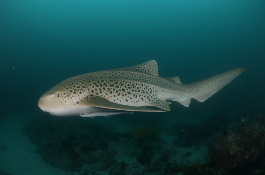 2fb72a87-0f8b-406d-9ade-bf1d2fa8f619