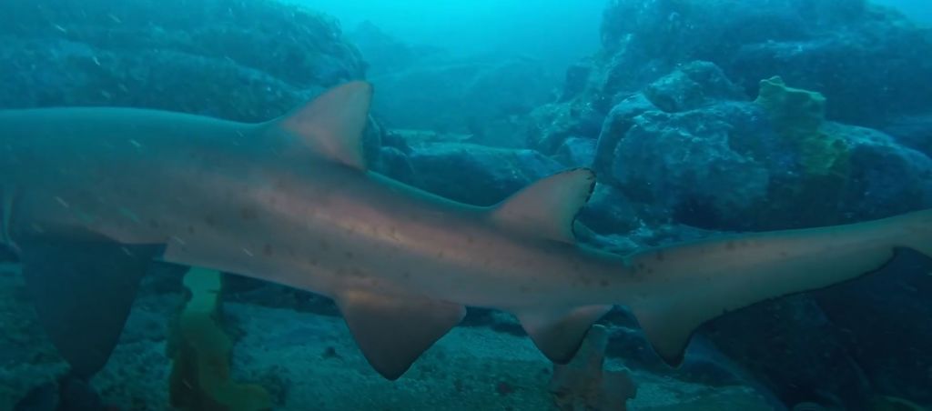 57ad03f7-ca6a-4ed4-aacc-ab4c85b40090