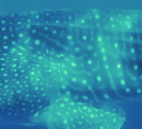 6e0b446b-b259-434a-b420-31a0829cead1