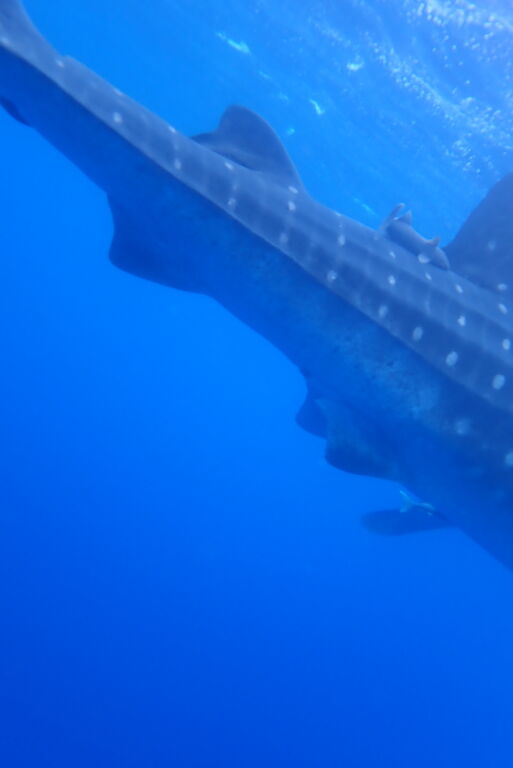 99afd913-057e-49a4-bab9-6c5b5b2a37a6